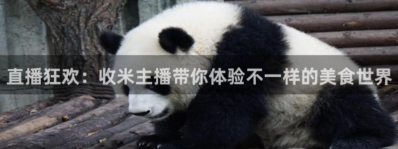 柠檬篮球直播：直播狂欢：收米主播带你体验不一样的美食世界